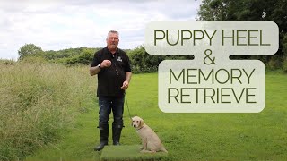 Puppy Heel and Memory Retrieve Training