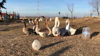 14.01.2019.Young kholmogory geese in OLYMPUS farm today.