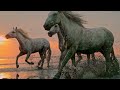 1 Hour of Healing Music for Positive Energy and Relaxation | Beautiful Nature  and Guitar Music 🌿🌲