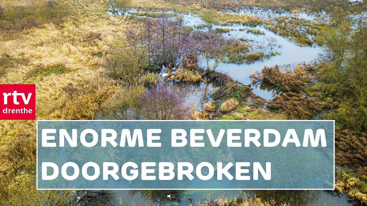 Grootste beverdam van Noord-Nederland doorgebroken | RTV Drenthe