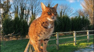 LONG LEGS SAVANNAH CAT FUN ✨ climbing fences and running outside 😼 #savannahcats #f3 by Maggies Houz 496 views 4 months ago 1 minute, 35 seconds