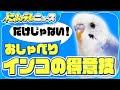 【インコ】専門家も驚き！インコの〇〇〇〇/食いしん坊に悲劇が！エサに気をとられて…/歌うインコの熱烈アプローチ