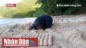 Nỗ lực bảo tồn, bảo vệ rùa biển