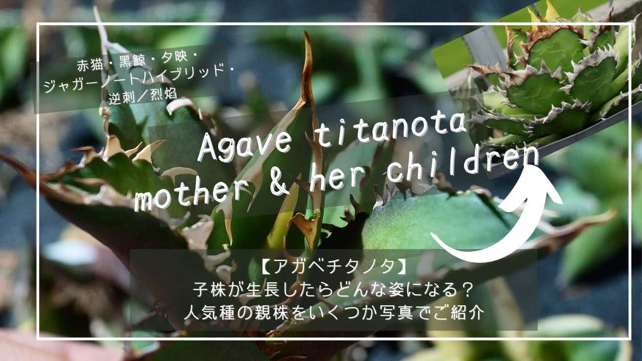アガベチタノタ】この子株が生長したらどんな姿になる？人気種の親株を 