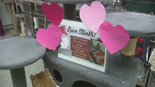 Shawano humane society’s ‘Love Stinks’ fundraiser lets donors name exes