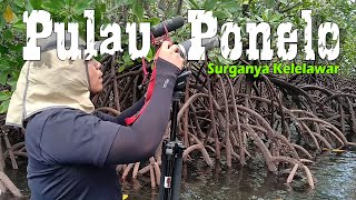 Pulau Ponelo, Surganya Kelelawar