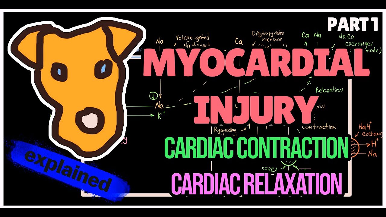 Myocardium Physiology - YouTube