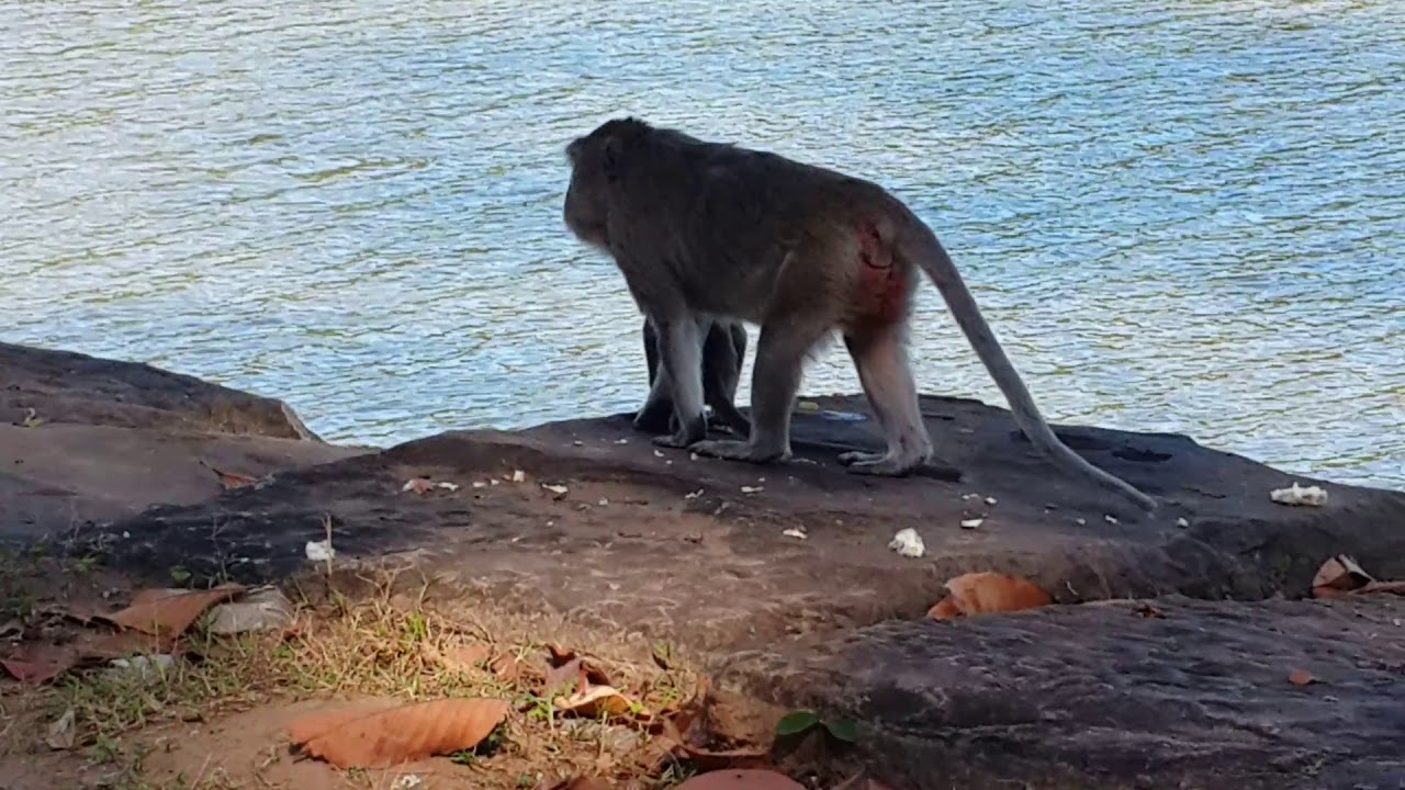 Wow! king monkey. kink monkey sweeting.