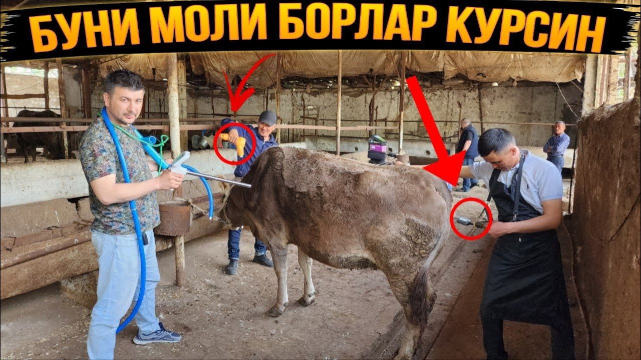 Доктор бор сирни очиб ташлади ! Моли борлар курсин