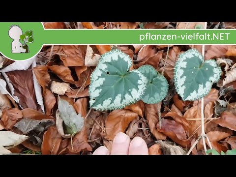 Video: Was stimmt nicht mit meinem Alpenveilchen?