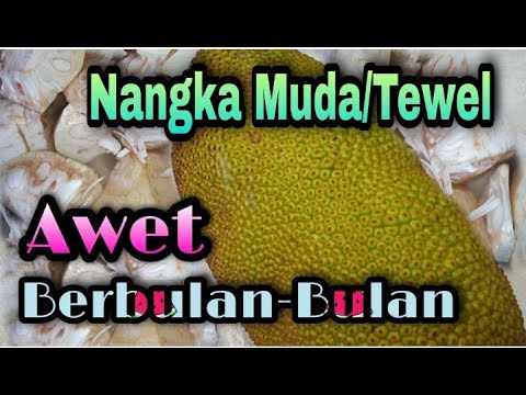 Sayur Nangka Santan Tahan Berapa Lama