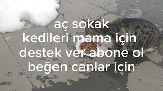 destek sokak patileri aç kalmasınlar