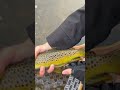 Late fall Michigan creek Brown Trout—catch and release! #fishing #trout #michigan #catchandrelease