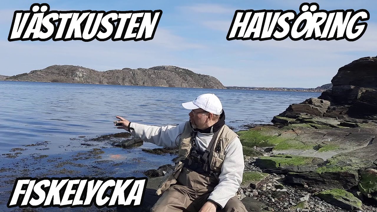 Flugfiske Efter Havsöring På Västkusten | Fiskelycka