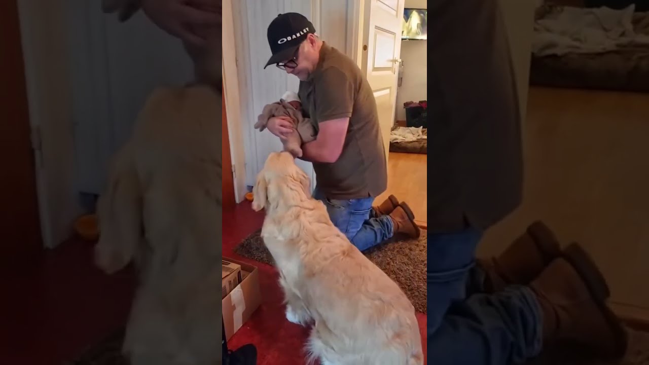 When A Dog Sees Baby For The First Time Pet Foryou Cute 