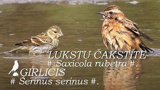 Putni / Birds : LUKSTU ČAKSTĪTE / Saxicola ruberta /. ĢIRLICIS / Serinus serinus /. PALĒNINĀTI.