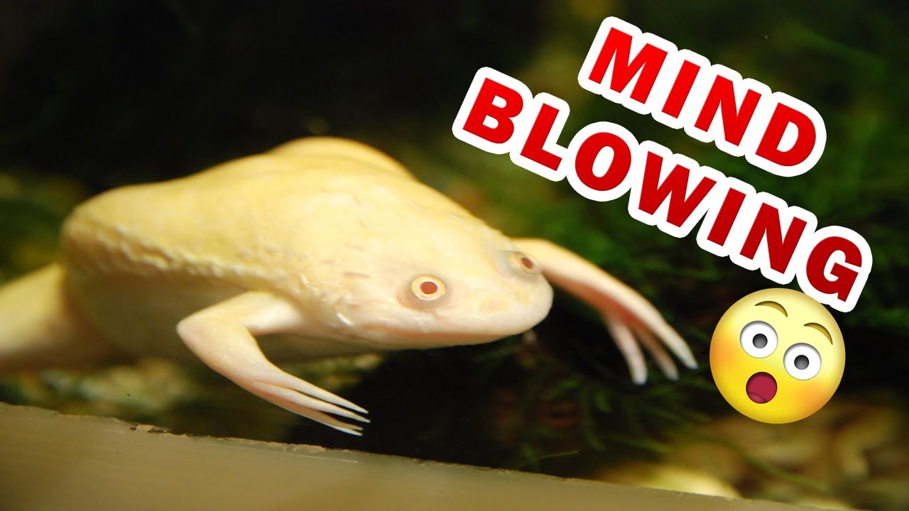 The Ultimate Albino African Clawed Frog Care Guide For Beginners