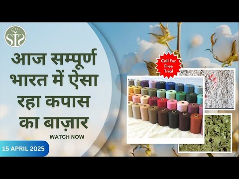 सी.सी.आई ने बेचीं इतनी कपास गठान 😨😨|| aaj ka kapas ka bajar || #kapas #cotton #smartinfo #CCI