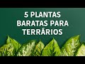 5 plantas baratas para terrrios 2024