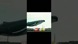 blue whale 🐋 😱 new free fire #freefire #shorts #edit #short
