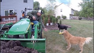 Dog Days; Removing Dirt & Roots with Heavy Hitch Toothbar and Compact Tractor