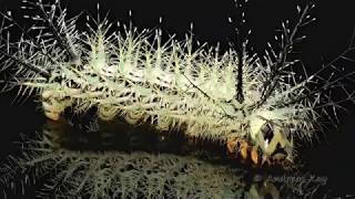 Saturniid Moth Caterpillar with venomous spines from Ecuador