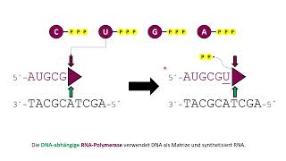 Polymerasen und Replikation - MedAT, HAM-Nat, Biologie-Matura und Abitur