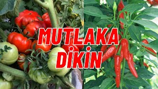 MUTLAKA DOMATESİN YANINA CHİLİ BİBER DİKİN #kardeşbitkiler #domates