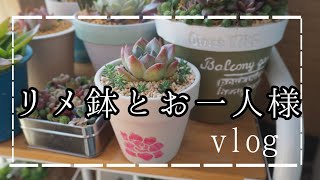 《多肉》リメ鉢とお一人様。vol.30 vlog