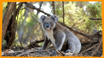 THOUSANDS OF ANIMALS FACE EXTINCTION!