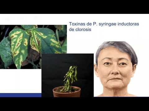 Vídeo: Genómica Comparativa Y Potencial De Patogenicidad De Los Miembros Del Complejo De Especies Pseudomonas Syringae En Prunus Spp