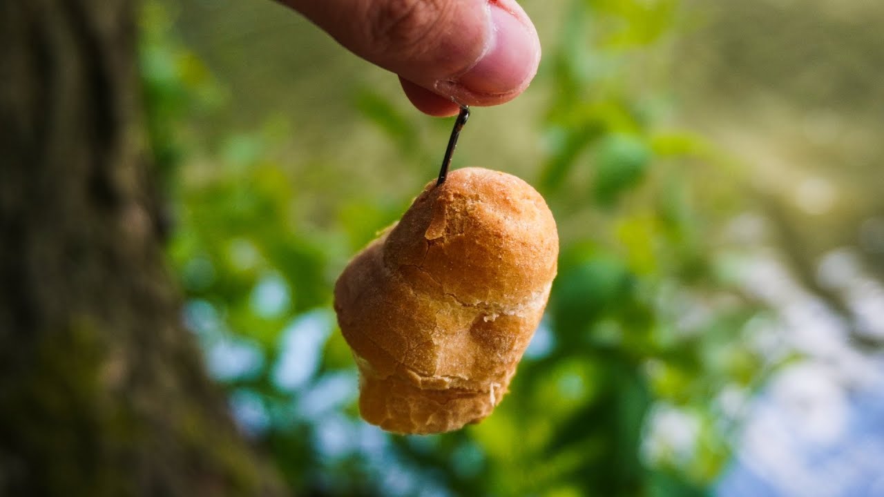 Lov kaprů z hladiny na rohlík. Lov kaprů na mlaskačku.