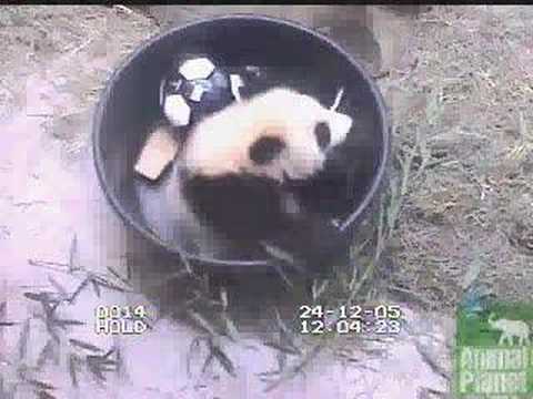 Tai Shan plays in tub.