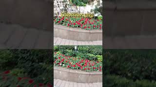 Colossians 3:13 #myrogevlog #shortvideo #trendingvideo #prayerispowerful #trending Colossians 3:13 #myrogevlog #shortvideo #trendingvideo #prayerispowerful #trending