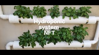 Diy Hydroponic Setup At Home