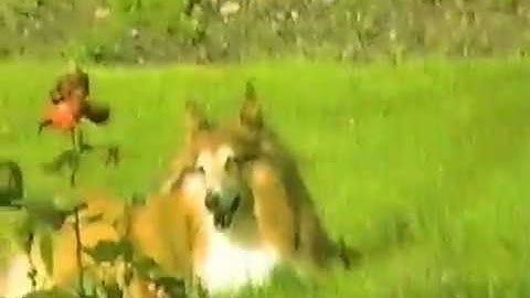 FUNAI TECHNICOLOR  CVC TRANSFER AND RESTORATION