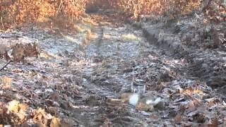 Aldimis Lov Srpski Gonič 2015. - 4