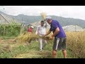 Village Paddy Cutting | Traditional system to harvesting rice.