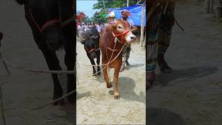 Cow videos 1280😅 #shortsvideo #funnyshorts #funny #cow #cowcow #funnycow #animals