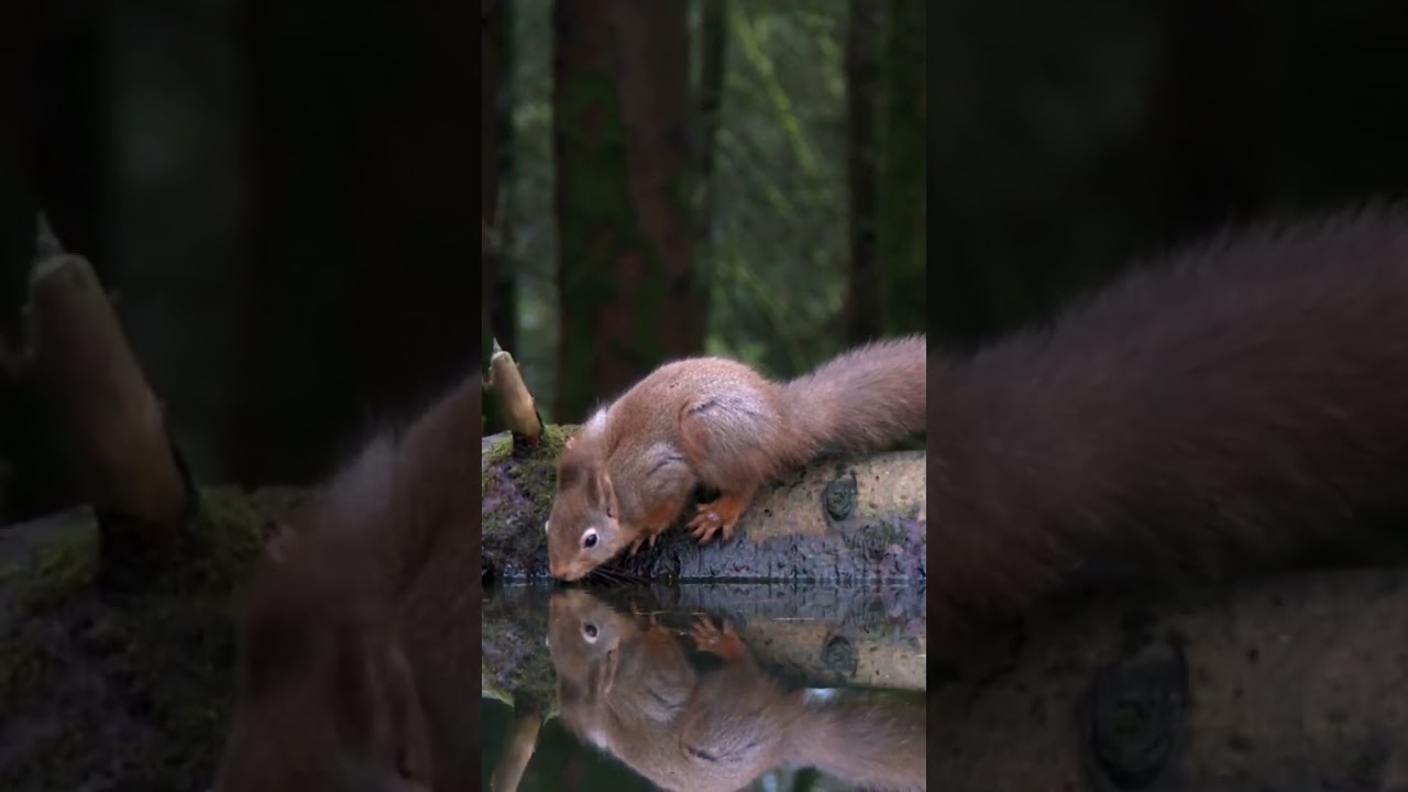 Thirsty Squirrel Drinks Water | Cutest Squirrel in Search Of Water 