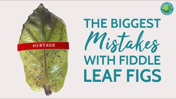 The Biggest Mistakes With Fiddle Leaf Fig Plants | Fiddle Leaf Fig Plant Resource Center