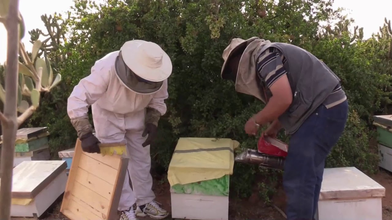 تقنية جني العسل                                  Récolte du miel