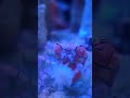 Pompom crab is carrying eggs! #reeftank