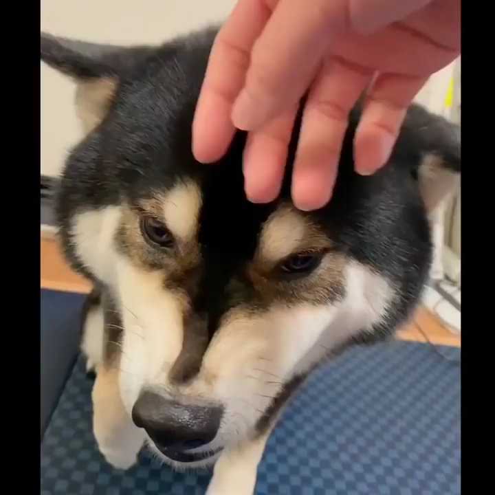 マムシに噛まれた柴犬ラッキー The Name Of A Dog Bitten By A Poisonous Snake Is Lucky Youtube