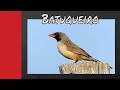 Batuqueiro dando Show de Canto na Natureza - Black-throated Saltator - Brazilian Birds