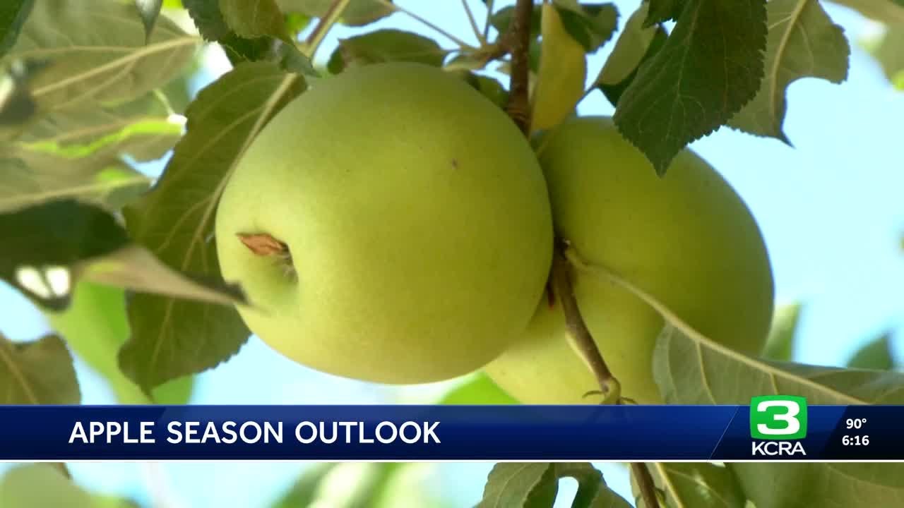 As Apple Hill opens for the season, farmers tout quality of crop