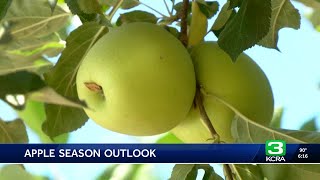 As Apple Hill opens for the season, farmers tout quality of crop