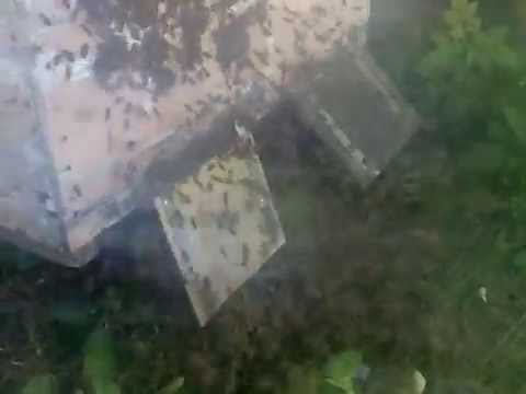 Нападение воровок на пасеку. Минус две семейки! Пчеловодство.