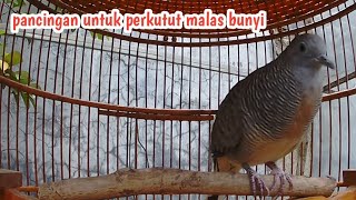 Perkutut lokal gacor suara ampuh untuk pancingan perkutut malas bunyi.