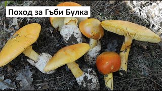 Поход за Гъби Булка